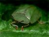 Green Tortoise Beetle Cassida viridis