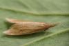Reed Veneer moth
