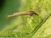 Midge Chironomidae