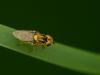 Frit fly - Chloropidae