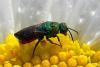 Ruby-tailed Wasp - Chrysis sp