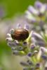 A Rosemary Beetle