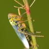 Cicadella viridis - Green Planthopper