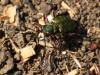 Cicindela campestri