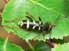 Wasp beetle - Clytus arietis, coleoptera