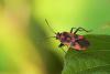 Corizus hyoscyami, hemiptera, heteroptera, plant bug, rhopalidae