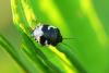 Pied Shieldbug