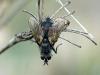A parasitic fly