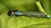 Red-eyed Damselfly - Erythromma najas.