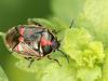 Eurydema oleracea - Brassica shieldbug
