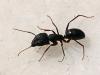 Camponotus sp.