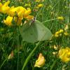 Gonepteryx rhamni
