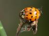 Harmonia axyridis