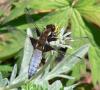 Libellula depressa - Broad-bodied Chaser