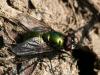 Lucilia caesar, diptera, fly green bottle greenbottle.