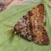 Gypsy Moth