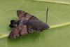 Hummingbird Hawk-moth