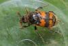 Common Carrion Beetle