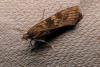 Rush Veneer Moth