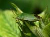 Green shieldbug - Palomena prasina