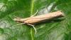 Rolled Grass-moth