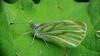 Green-veined White - Pieris napi