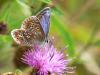 Polyommatus icarus, Common Blue Butterfly