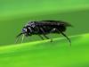 Iris Sawfly (Rhadinoceraea micans)