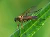 Rhagio tringarius - Snipe Fly