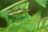 Sawfly - Rhogogaster viridis