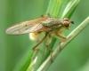 Yellow Dung Fly
