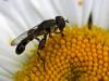 Thick-legged Hoverfly