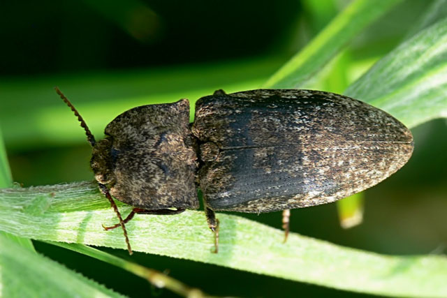 Agrypnus murina