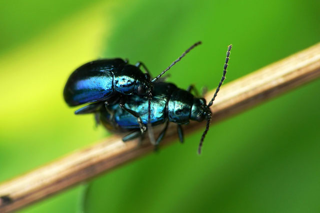 Altica sp.