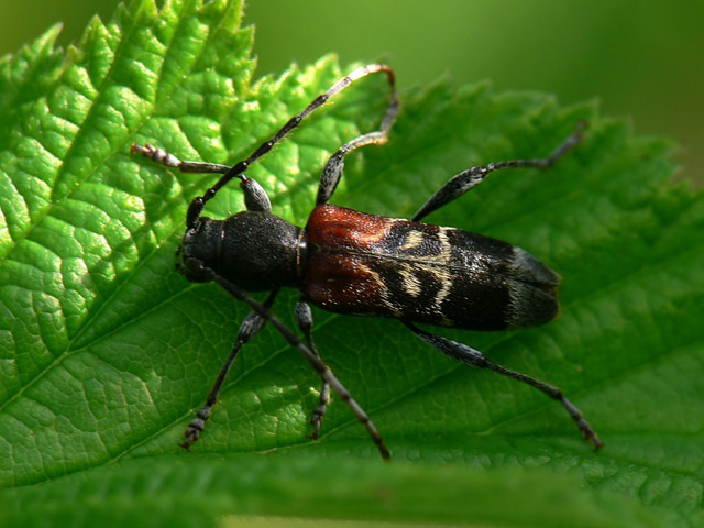 Anaglyptus mysticus