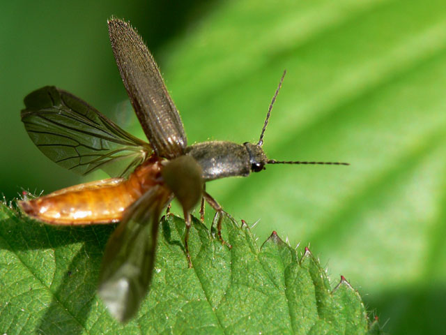 Athous haemorrhoidalis