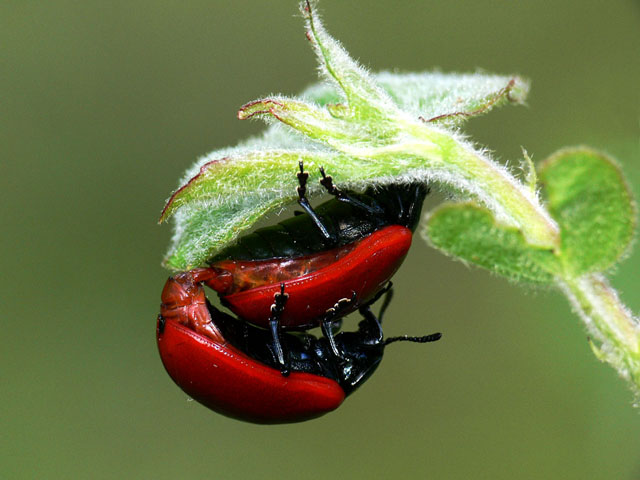 Chrysomela popul Chrysomelidae