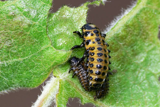 Chrysomela populi larvae Chrysomelidae