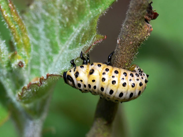 Chrysomela populi larvae