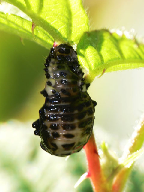 Pupa Chrysomela populi