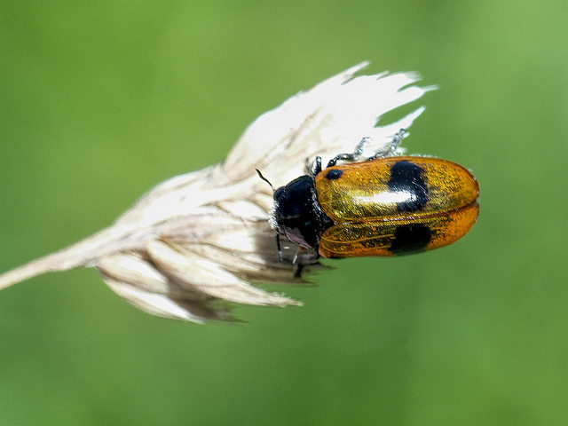 Clytra quadripunctata