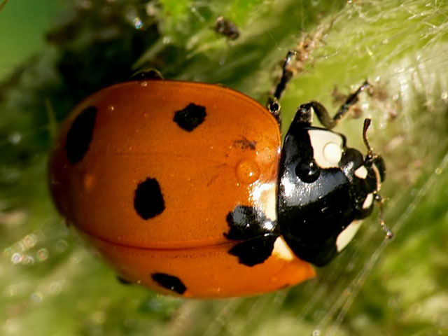 7-Spot Ladybird - Coccinella septempunctata