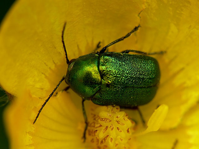 Cryptocephalus  sp.