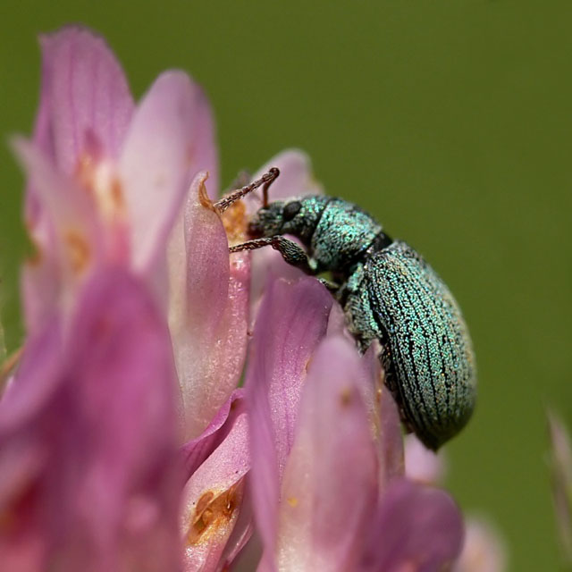 Curculionidae sp.
