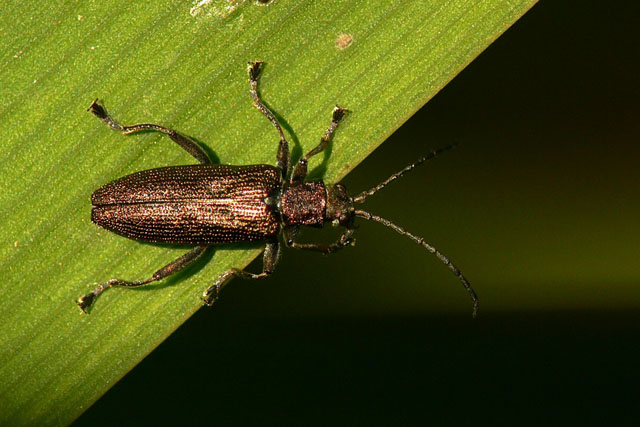 Donacia simplex