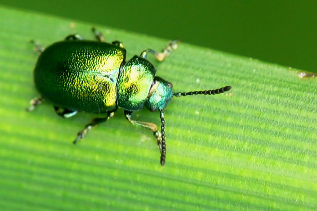 Gastrophysa viridula