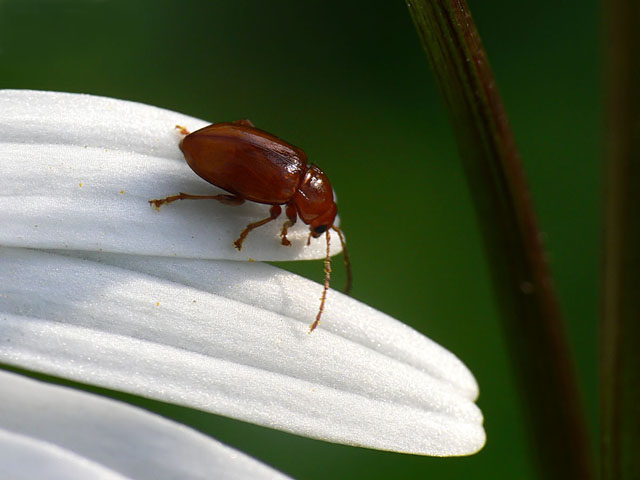Neocrepidodera