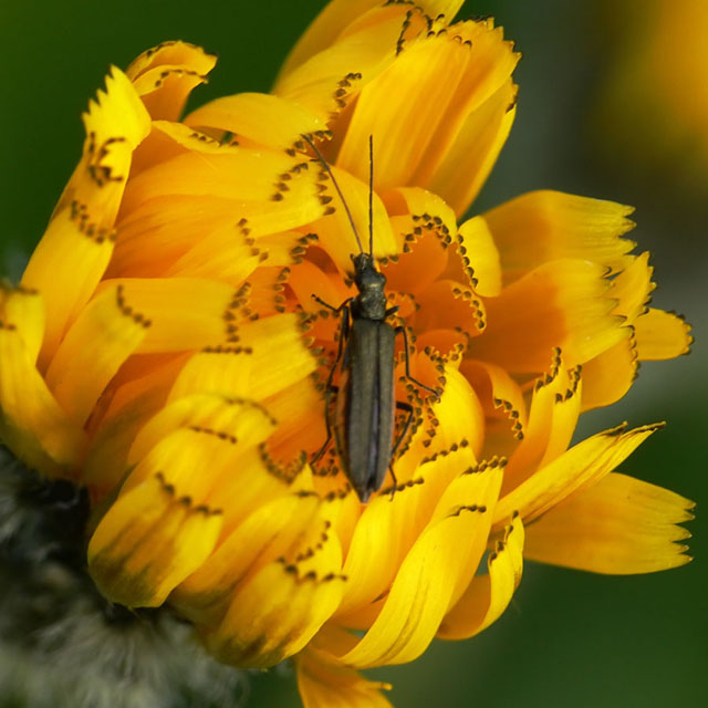 Oedemera sp.