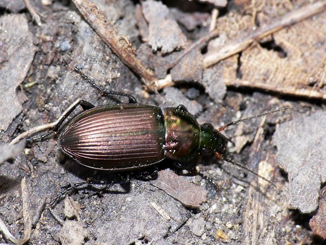 Poecilus cupreus