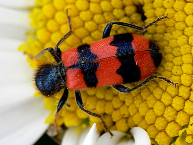 Trichodes apiarius